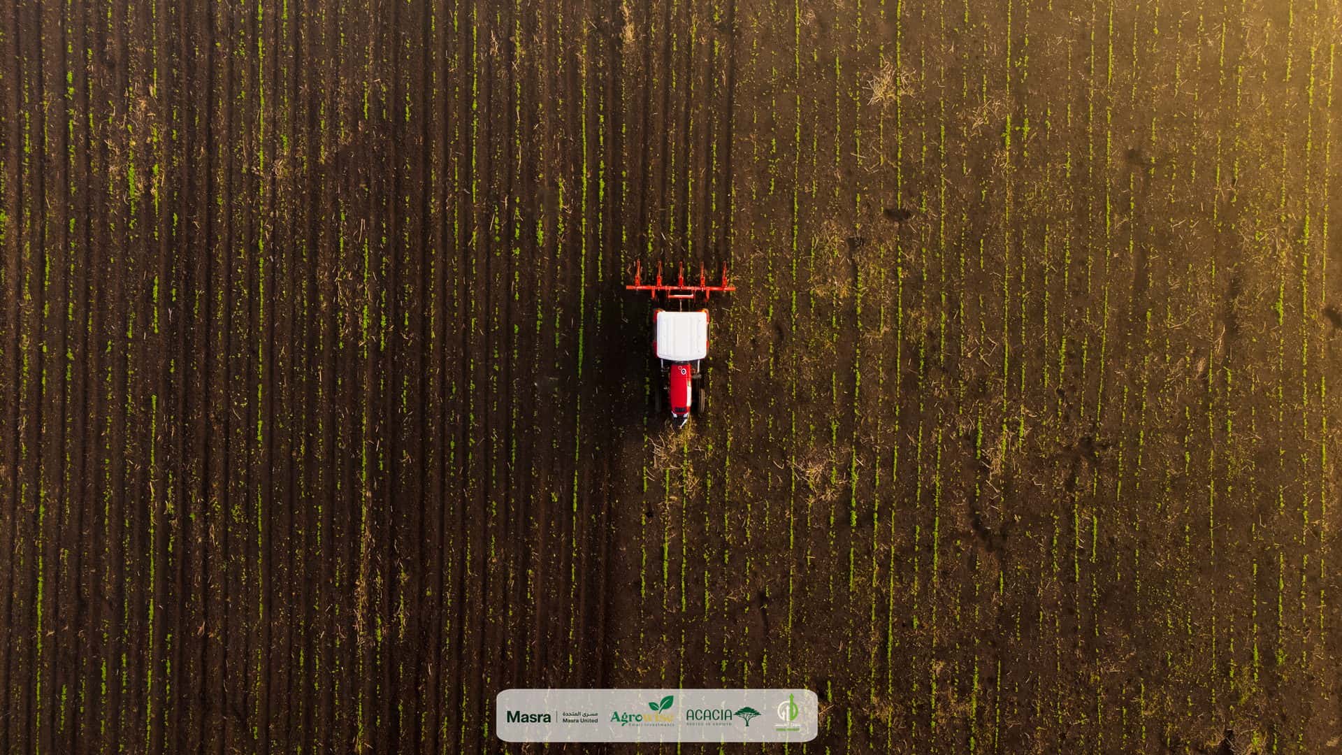 A tractor between green rows, from above